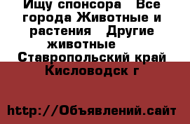 Ищу спонсора - Все города Животные и растения » Другие животные   . Ставропольский край,Кисловодск г.